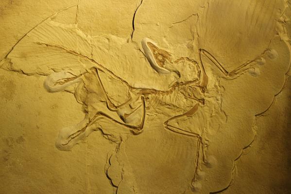 Древний «птицеящер» археоптерикс был размером с ворону и летал, перепархивая с места на место. (Фото: NobuTamura / Wikipedia)