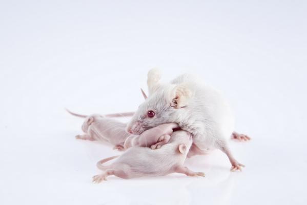 Лабораторная мышь с мышатами. (Фото: gorkemdemir / Depositphotos)&nbsp;