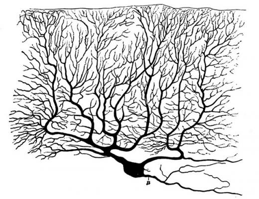 «Портрет» клетки Пуркинье из человеческого мозжечка. (Фото: Marisa L / Flickr.com)&nbsp;