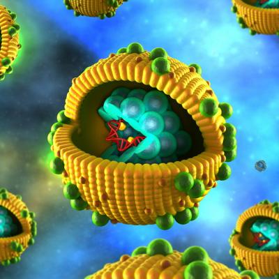Строение вируса гепатита В: ДНК вируса окружена белковой оболочкой-капсидом и еще одной белково-липидной оболочкой, заимствованной у клеточных мембран и помогающая вирусу проникать в новые клетки. (Иллюстрация: decade3d / Depositphotos.com)&nbsp;