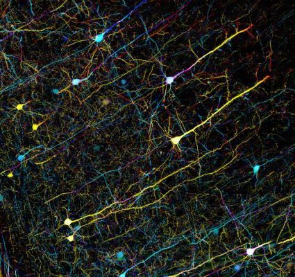 Клетки мышиного гиппокампа – одного из главных центров памяти в мозге. (Фото: ZEISS Microscopy / Flickr.com)