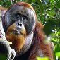 Орангутаны лечатся растительными компрессами