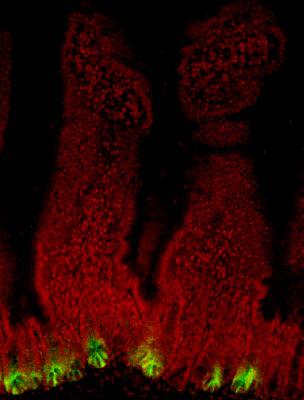 Стволовые клетки (окрашены зеленым) в тонкой кишке мыши. (Фото: California's Stem Cell Agency)&nbsp;