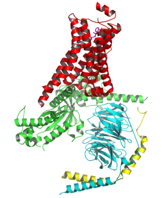 Структура GPC-рецептора (красный), связанного с G-белком (зеленый, синий, желтый). (Иллюстрация: Nakane / Wikipedia)