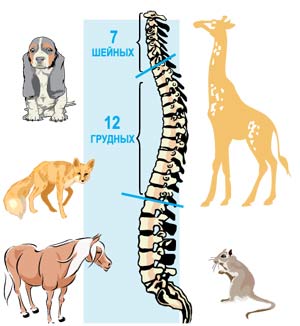 Число отделов позвоночника млекопитающих