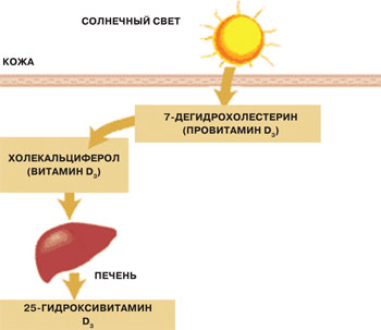 Солнечный свет изменяет  усвояемость лекарств