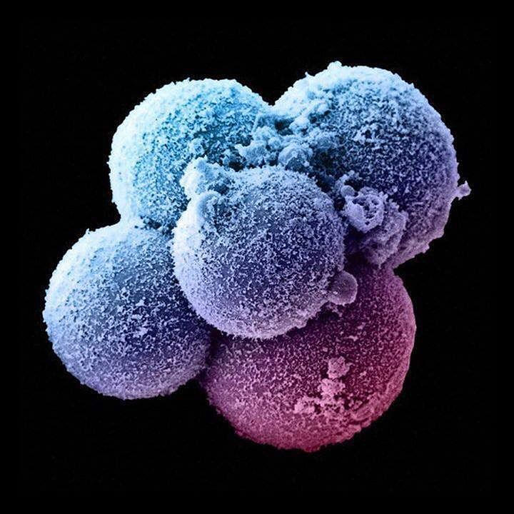 Человеческий зародыш на стадии восьми клеток – через два-три дня после оплодотворения. (Фото: tomasreyesvarela / Flickr.com.)