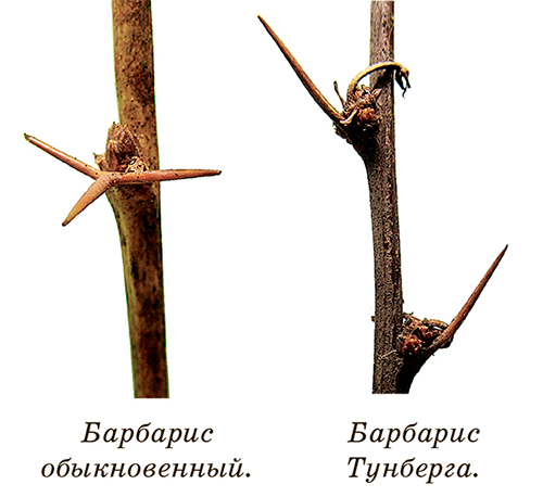 Ботанические прогулки зимой
