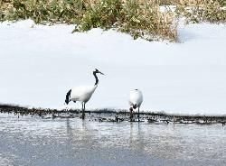 Новые островные соседи