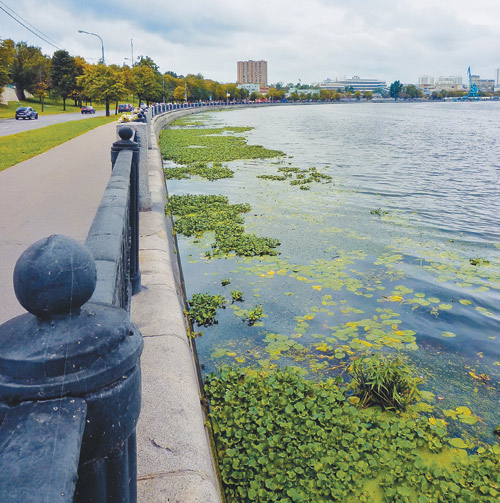 Тропическая гостья в Москве-реке