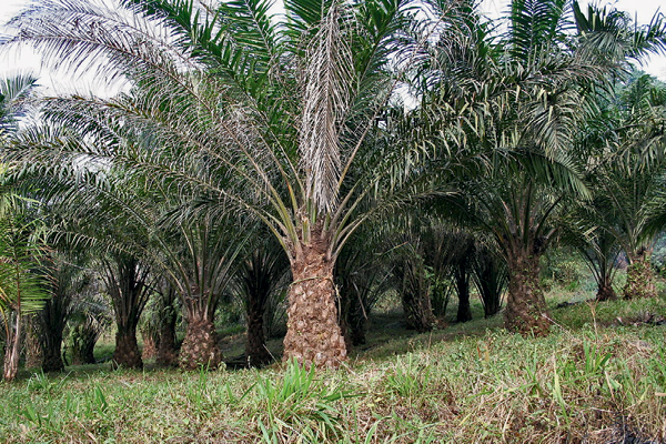 Правда о пальмовом масле