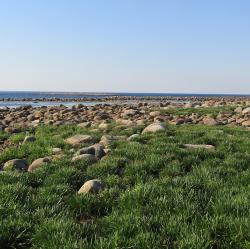 Суккуленты северных морей