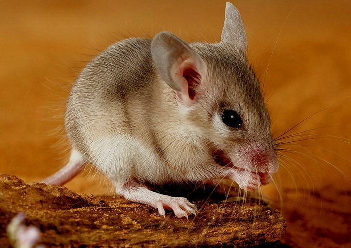 У иглистых мышей нашли броню в коже