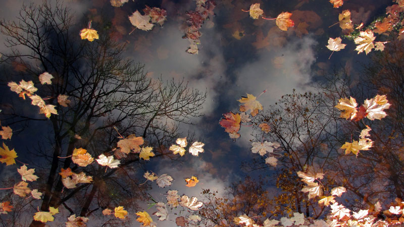 Отражается осень в Царскосельском пруду...