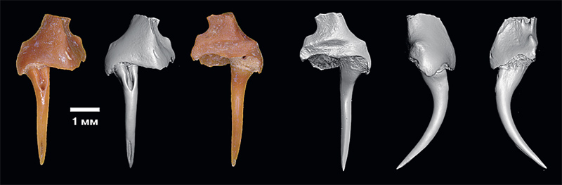 Древняя змея и ископаемая летучая мышь из раннего плейстоцена