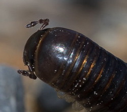 Самые ногастые