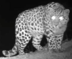 Впервые в истории изучения дальневосточный леопард зафиксирован на фотоловушки за Транссибом