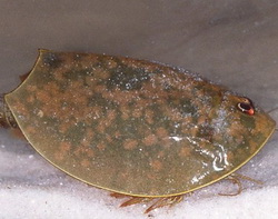 Современники динозавров в Астраханском заповеднике