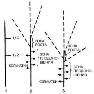 САДОВОДУ - НА ЗАМЕТКУ. РЕФЕРАТЫ