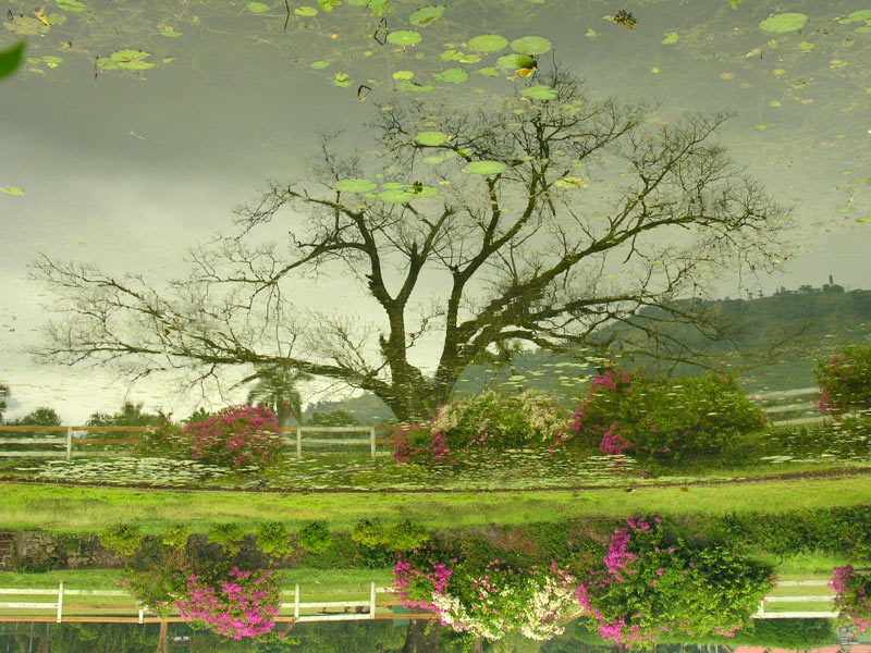 Отражение дерева в ботаническом саду в столице Ямайки.