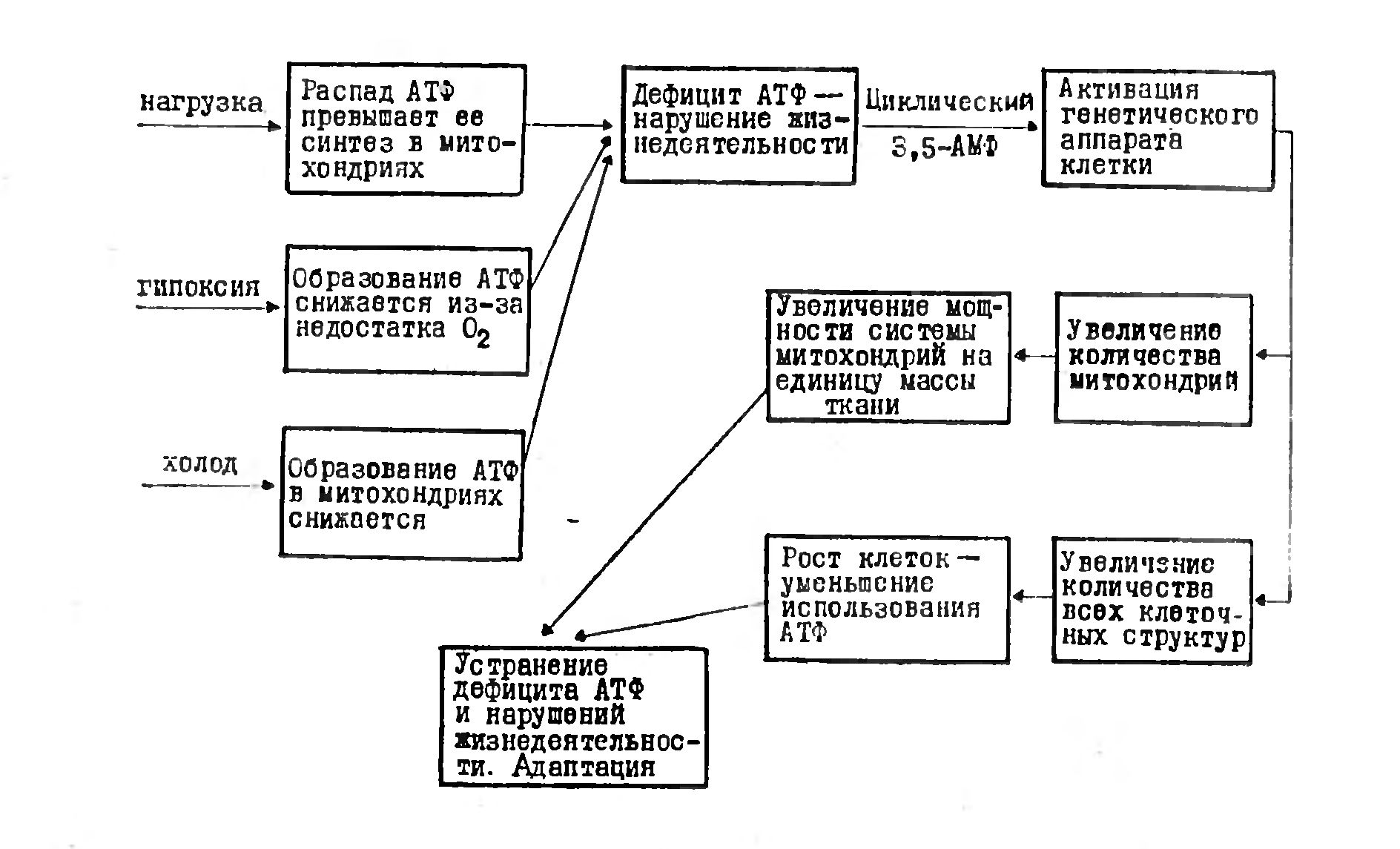 АДАПТАЦИЯ ПОИСКИ МЕХАНИЗМОВ И ПУТЕЙ УПРАВЛЕНИЯ ЕЮ