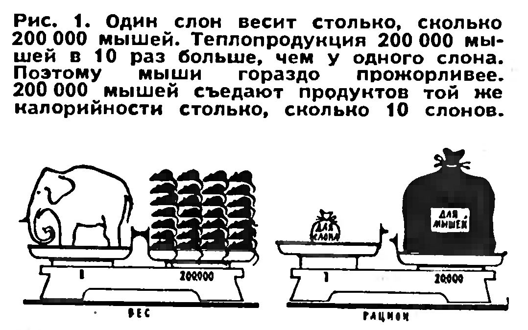 ИНФОРМАЦИЯ И ЖИВЫЕ ОРГАНИЗМЫ