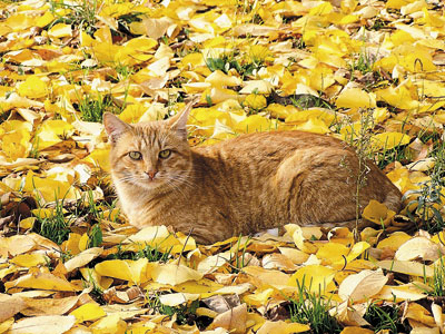 Осенний мотив.