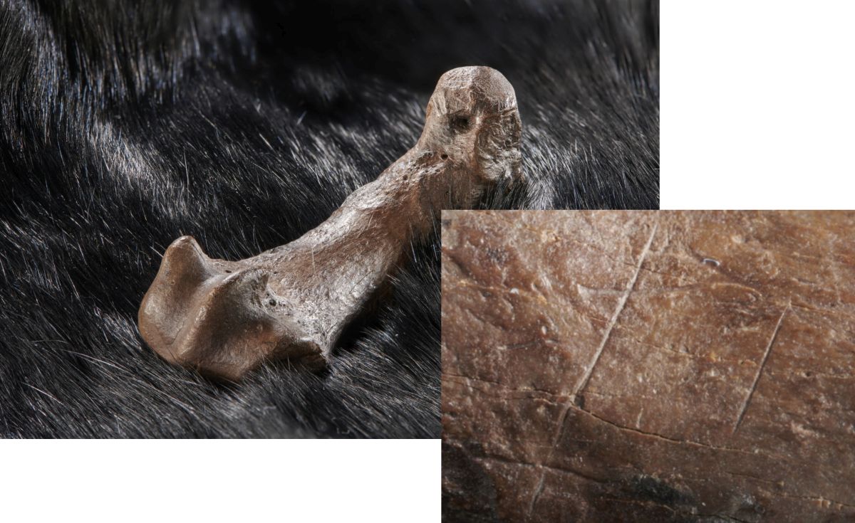 Люди пользовались медвежьими шкурами 300 000 лет назад