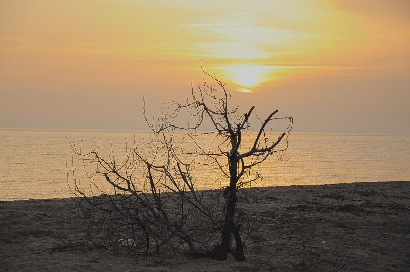 Засохшее дерево на берегу  Азовского моря в окружении песка света и волн.