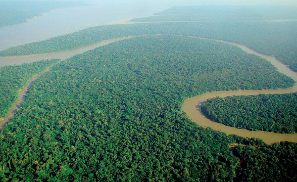 Спасти тропический лес
