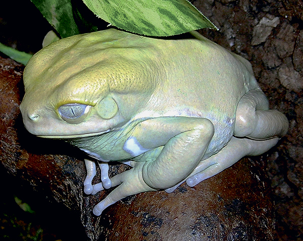 Живая акустика