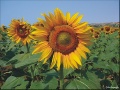 ПОДСОЛНЕЧНИК