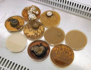          .            -.  . .