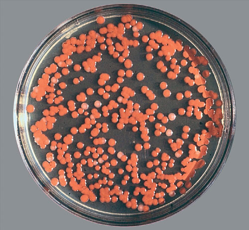 Микробы-санитары