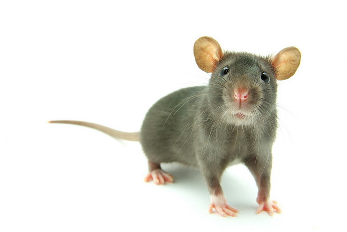 Мышь с крысиным мозгом