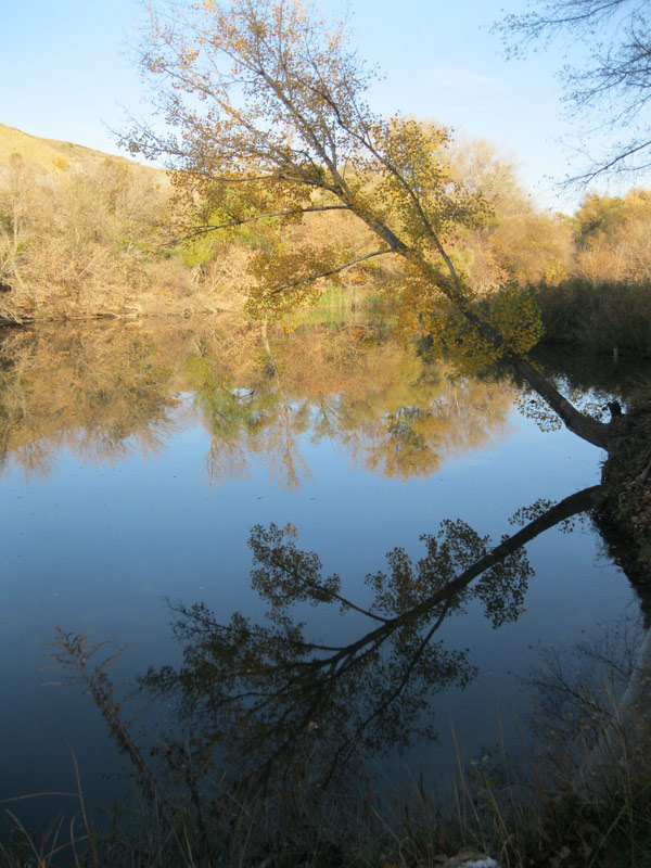 Отражение в реке.