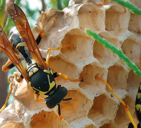 Про пчелиную кадриль и муравьиную демократию