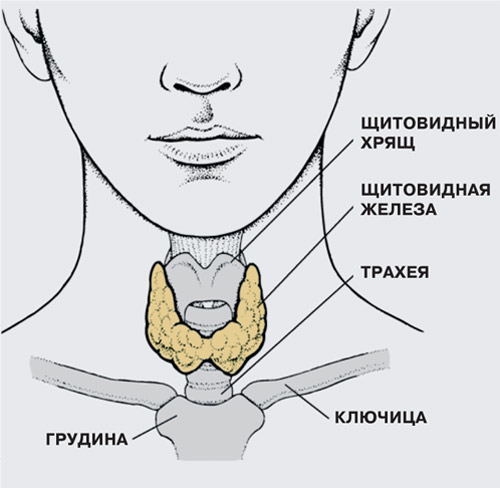 Маленький орган с огромным значением