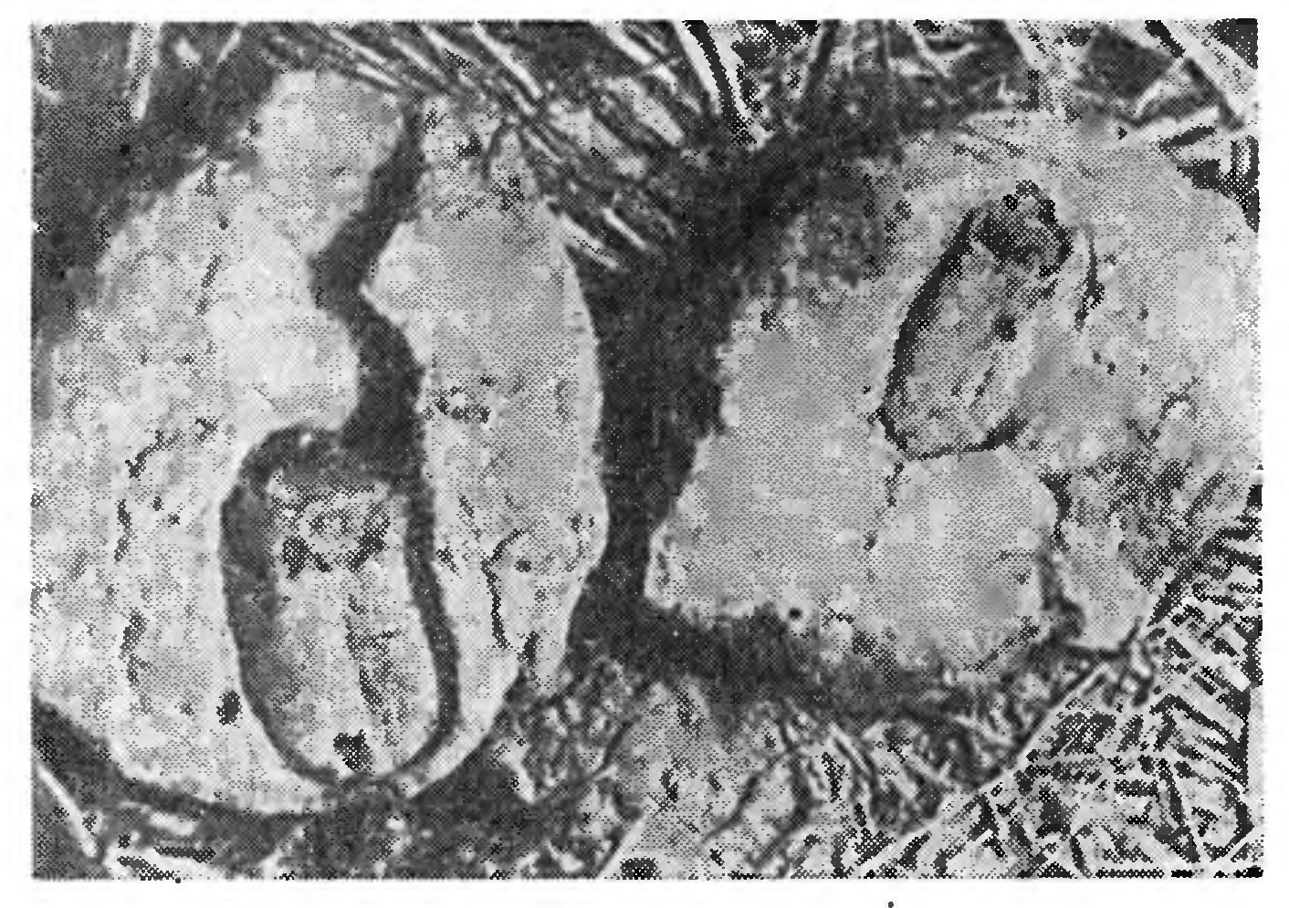 ДВОЯКОДЫШАЩИЕ РЫБЫ АФРИКИ