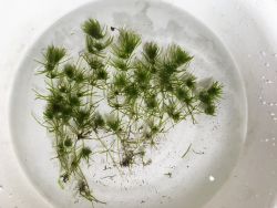 В мире водорослей