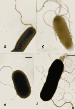 Трутовик окаймленный холерный вибрион. Vibrio harveyi бактерия. Vibrio fischeri бактерия. Бактерии Aliivibrio fischeri. Бактерия Vibrio anguillarum.