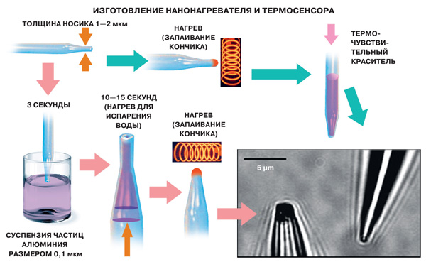 Клеточный термометр