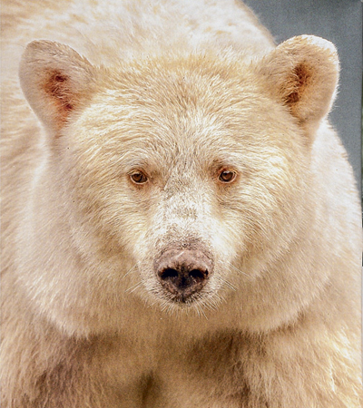 Белые медведи на широте Тамбова