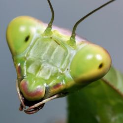 «Насекомые не зимуют в сугробах»