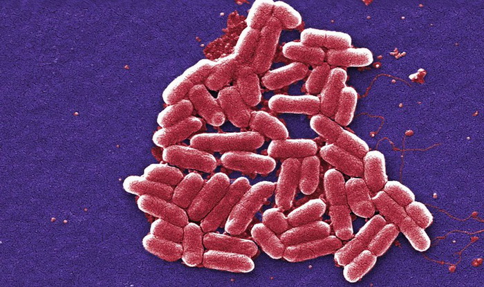 Кишечные бактерии помогают общаться