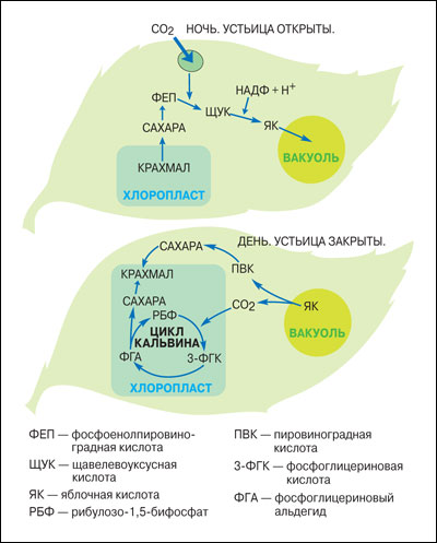 Строение устьиц растений. Строение устьиц растений. Транспирация устьица. Устьица листа под микроскопом. Клетки эпидермиса листа традесканции.