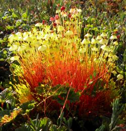 Жизнь без корней