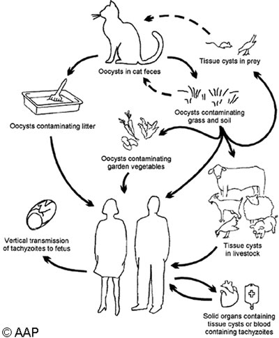   Toxoplasma gondii (aapredbook.aappublications.org).