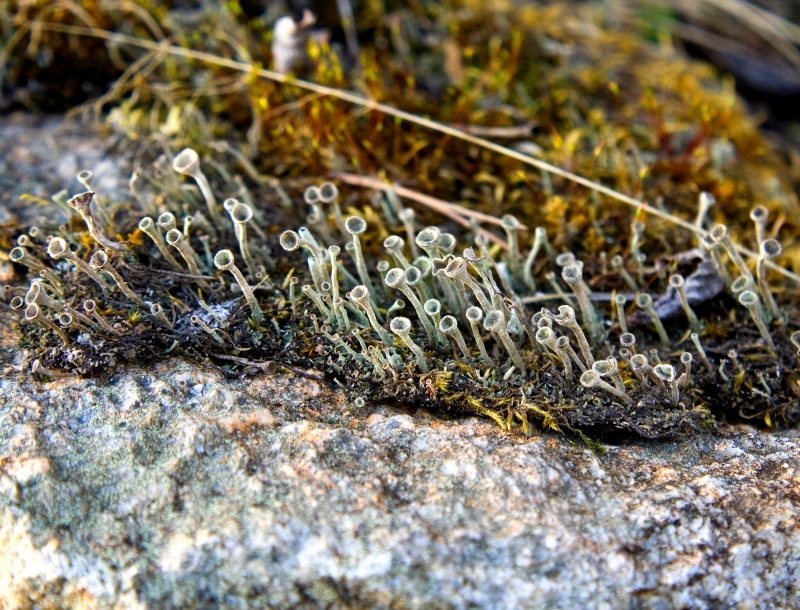 Лишайник Кладония (Cladonia). Один из самых больших родов кустистых лишайников. Распространен почти по всему земному шару.