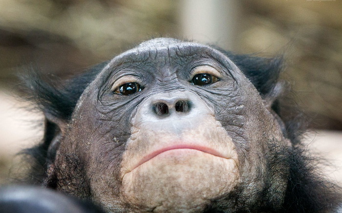 Бонобо добавили агрессивности